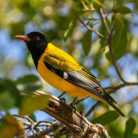 African Black-headed Oriole